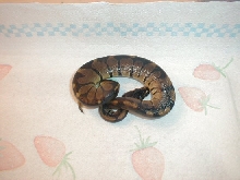 Hatchling Melanistic Female