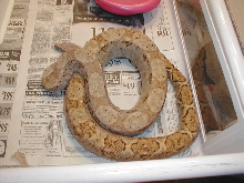 Hog Isle Just Shed
