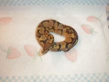 Hatchling Butterscotch Ghost