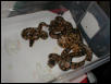 Group pic of ball pythons