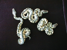 2.1 Pastels Hatched 5/30/05