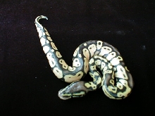 Best Male Pastel 5/30/05 black stripe