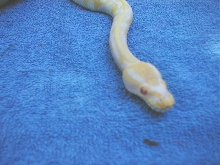Albino Head