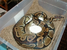 Karishma's 6/9/04 clutch