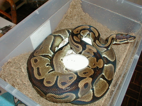 Karishma's 6/9/04 clutch