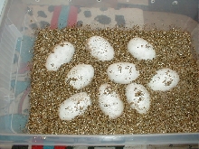 6/9/04 eggs set up