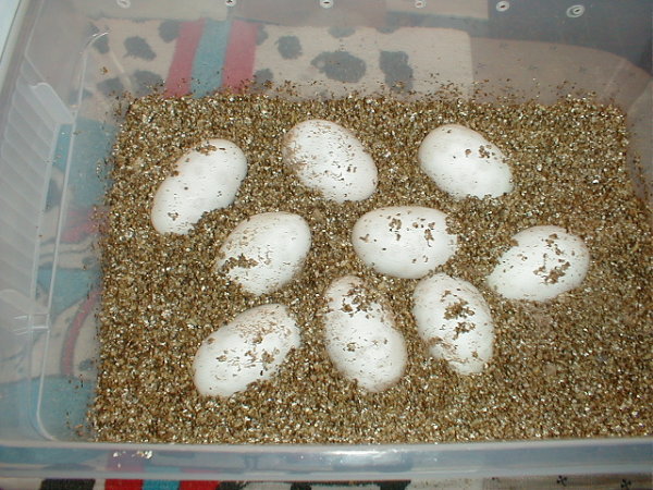 6/9/04 eggs set up