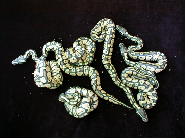 12 Egg Clutch , 7 Pastels  6/17/05