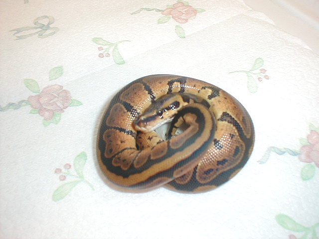 04 female orange granite