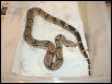 New Female Amazon Basin BCC