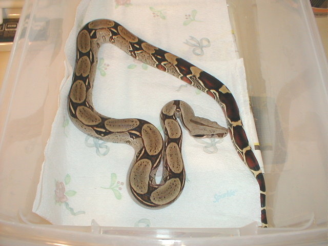 New Female Amazon Basin BCC