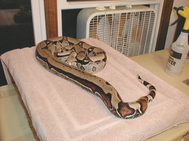 Reverse Stripe Male Again