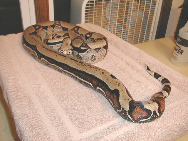 Reverse Stripe male