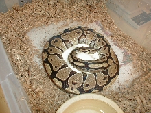 het butterscotch ghost mom 6-29-04