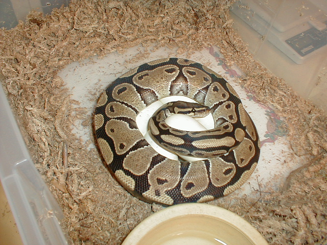 het butterscotch ghost mom 6-29-04