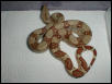 New F-2 male hypo