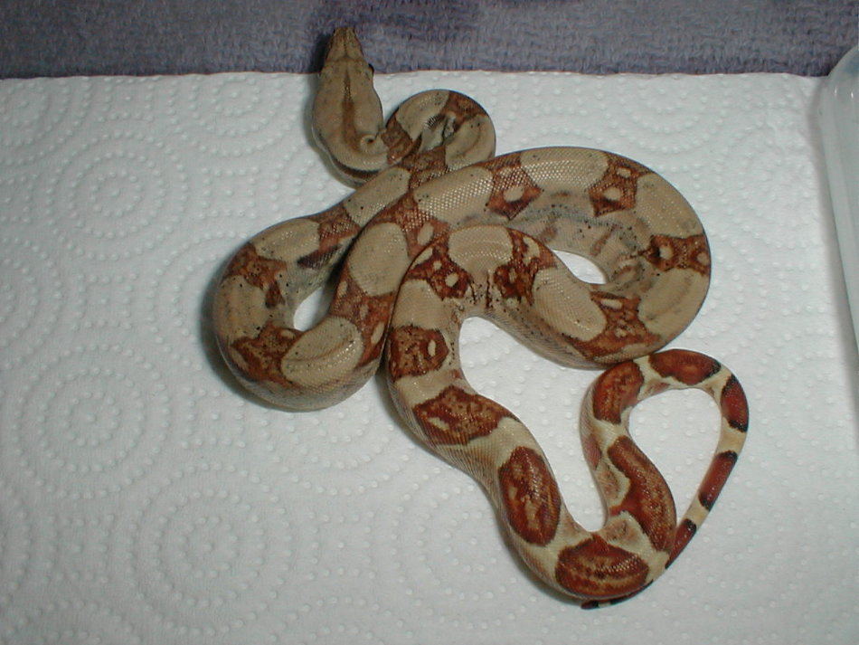 New F-2 male hypo