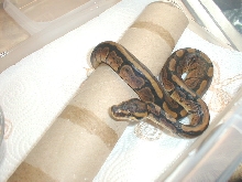 04 female orange granite with stripe