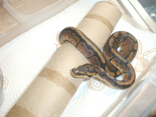 04 female orange granite with stripe