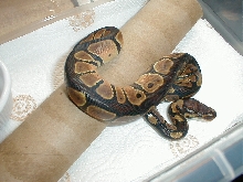 04 male orange blackback