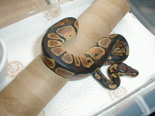 04 male orange blackback