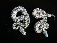 Pastel Jungles hatched 7/17/05
