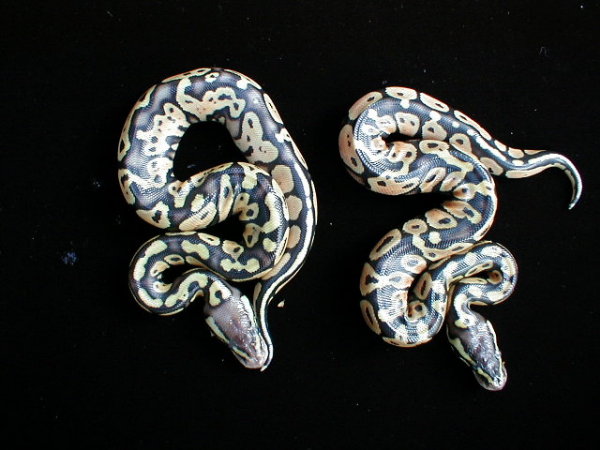 Pastel Jungles hatched 7/17/05