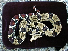 Just Shed Hammond N Brazilian Female