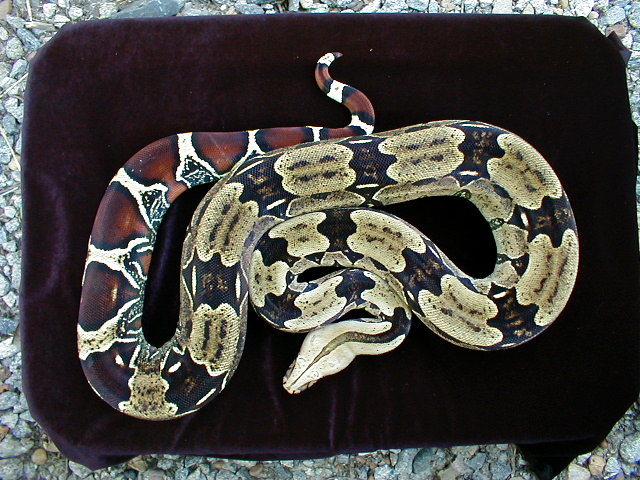 Just Shed Hammond N Brazilian Female