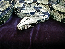 Same Girl, Close Up!