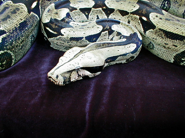 Same Girl, Close Up!