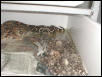 Same Litter 7/26/04