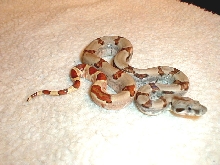 Update Female 05 Hypo 8-10-05