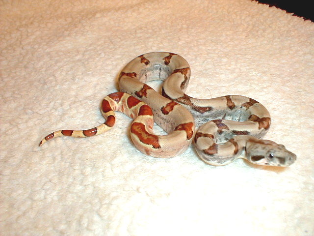 Update Female 05 Hypo 8-10-05