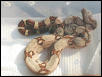 2002 Harlequin