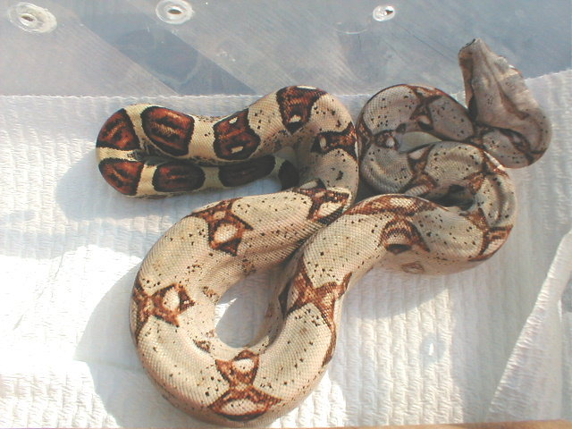2002 Harlequin