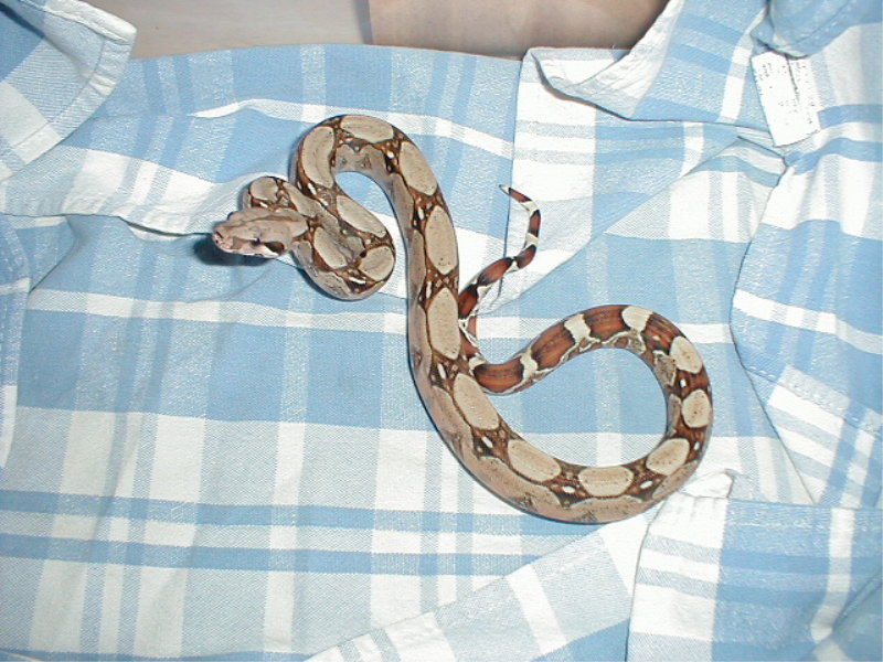 2002 circleback