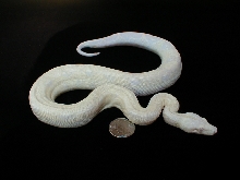 Update Female Snow 8-21-05