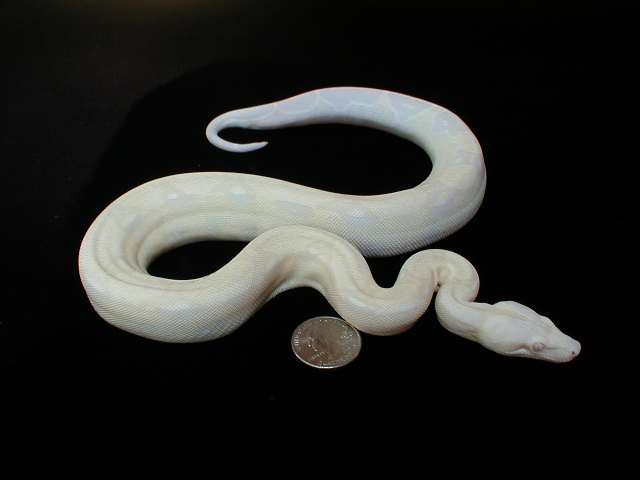 Update Female Snow 8-21-05