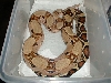 Male Ronne Pastel Dream het albino