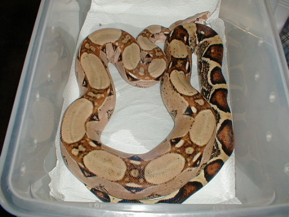 Male Ronne Pastel Dream het albino