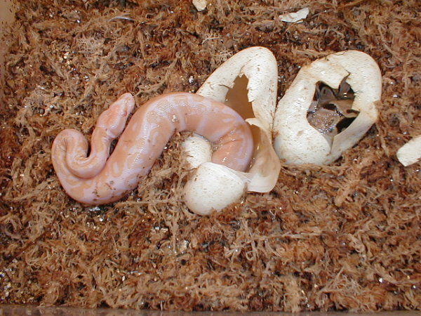 Beating the Odds  04 Albino