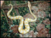 New Male Albino
