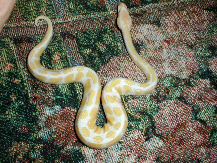 New Male Albino