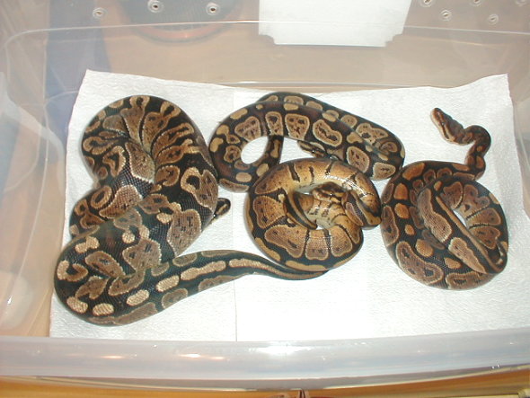 4 Very Nice Granites!
