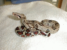 04 Male Peruvian BCC