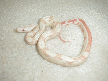 04 Female Stripe Albino!