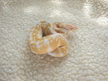 04 female Albino