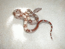 04 Male BCI from Larry Keller