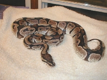 WC Adult Unproven Axanthic
